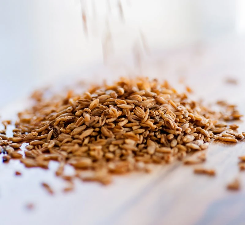 Barley – The Original Superfood