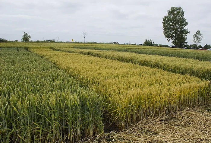 A visit to a BARLEYMAX® Farm