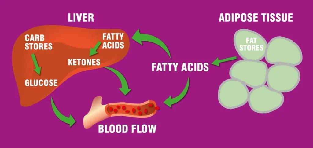 Breakdown of fat stores on a ketogenic diet - to keto or not to keto?