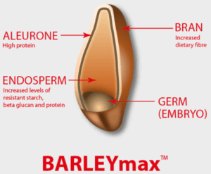 The four parts to a grain that essentially make it ‘whole’. 