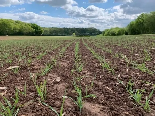 Juvenile barley crops growing on the UK