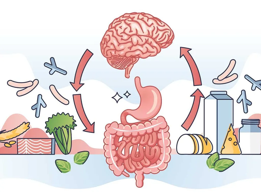 Gut health supplement - an illustrations of a human gut, healthy food and good gut bacteria.