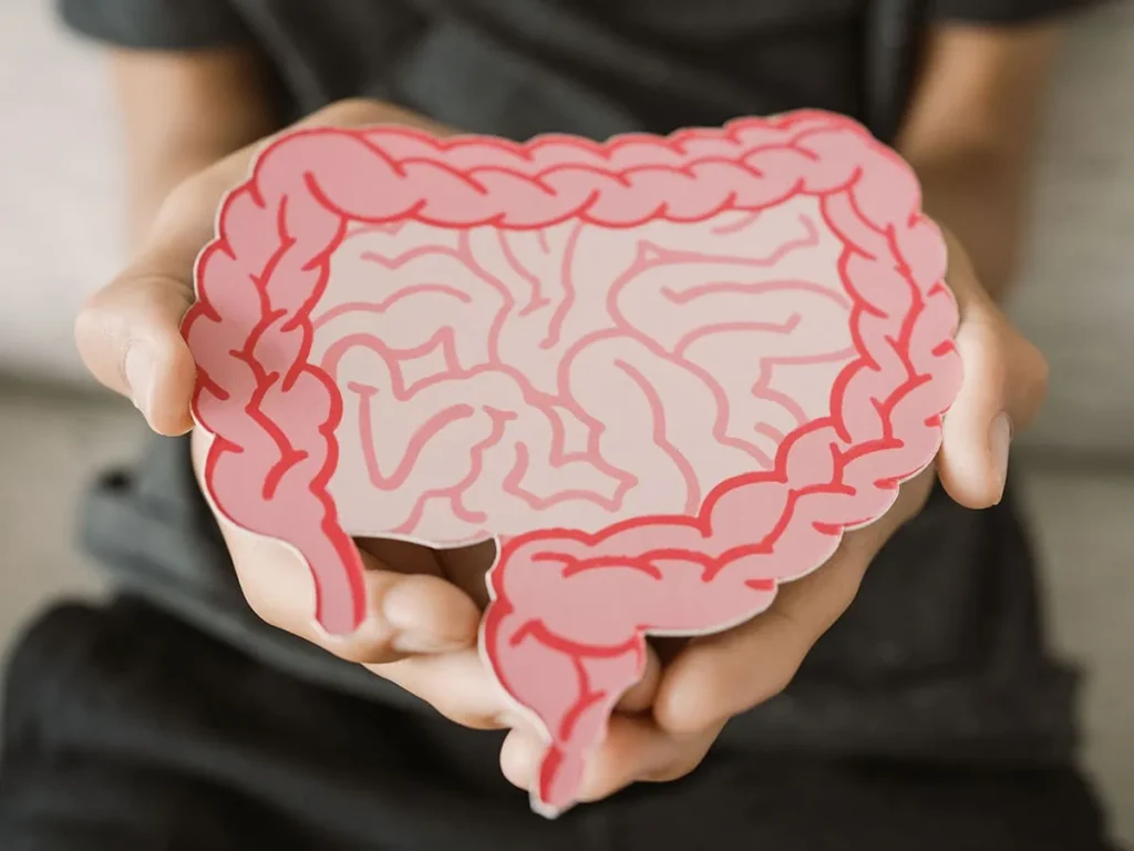 Hands holding a representation of a healthy colon to depict how BARLEYMAX dietary fibre consumption has beneficial effects on the gut microbiome.